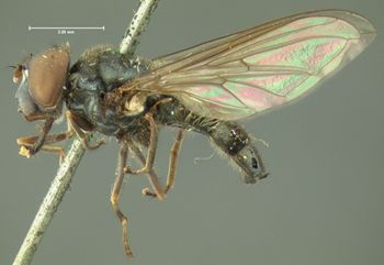 Media type: image;   Entomology 13108 Aspect: habitus lateral view